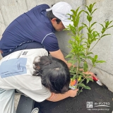 記念樹キンモクセイの植樹の様子