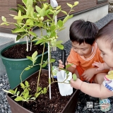 記念樹ブルーベリーの植樹の様子