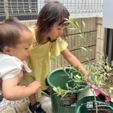 記念樹オリーブの植樹の様子