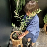記念樹オリーブの植樹の様子