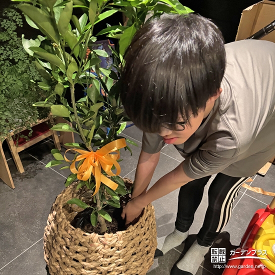 記念樹温州ミカンの植樹の様子