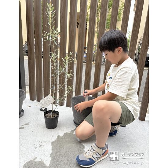 記念樹オリーブの植樹の様子