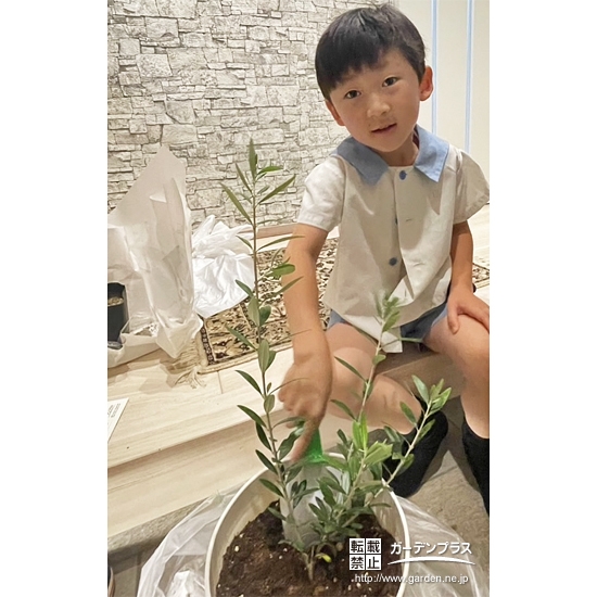 記念樹オリーブの植樹の様子