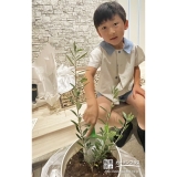 記念樹オリーブの植樹の様子
