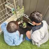 記念樹オリーブの植樹の様子
