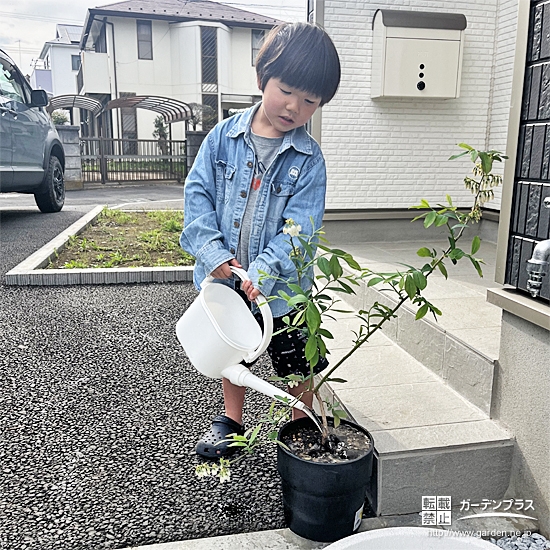 記念樹ライラックに水やりをする様子