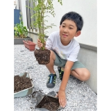 記念樹シマトネリコの植樹の様子①
