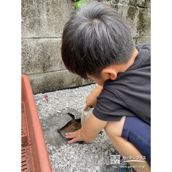 記念樹シマトネリコの植樹の様子③