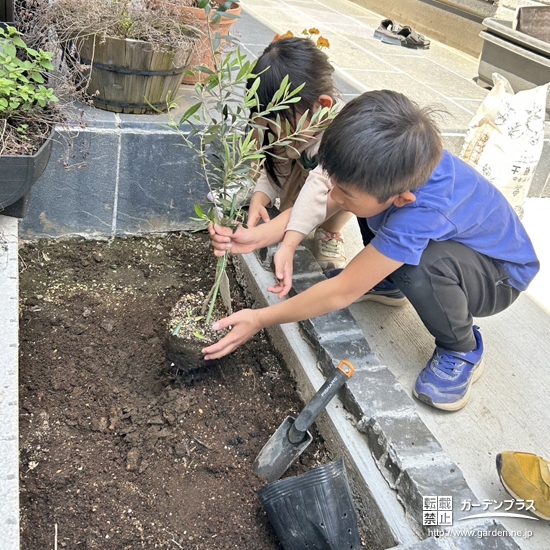 記念樹オリーブの植樹の様子