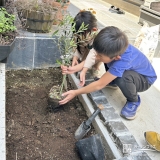 記念樹オリーブの植樹の様子