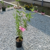 記念樹のシマトネリコ