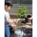 記念樹温州ミカンの植樹の様子①
