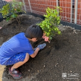 ローリエ（月桂樹）の植樹の様子