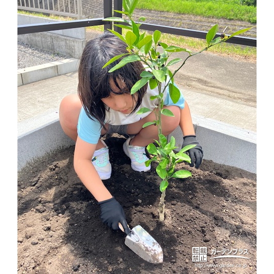 記念樹温州ミカンの植樹の様子