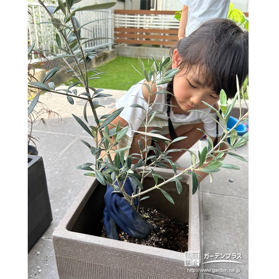 記念樹オリーブの植樹の様子