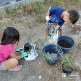 記念樹オリーブの植樹の様子