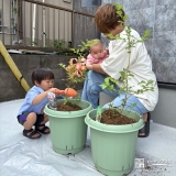 記念樹ブルーベリーの植樹の様子