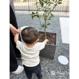 記念樹温州ミカンの植樹の様子①