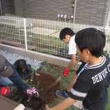 茨城県つくば市ジューンベリーとオリーブと月桂樹（ローリエ）の植樹風景