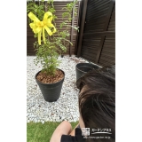 シマトネリコと記念撮影②
