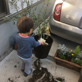 東京都世田谷区オリーブの植樹風景