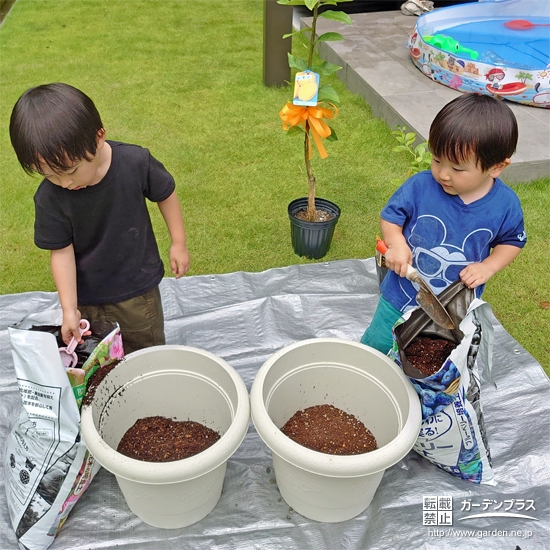 記念樹レモンの植樹の様子