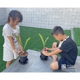 記念樹ソテツの植樹の様子