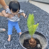 ソテツと記念撮影②