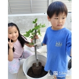 記念樹イチジクの植樹の様子