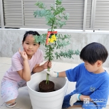 記念樹ミモザの植樹の様子