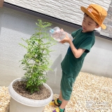 記念樹シマトネリコに水やりをする様子