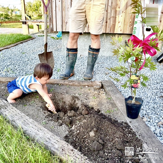 記念樹もみじ（カエデ）の植樹の様子②