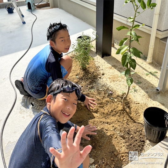 記念樹レモン・シマトネリコの植樹の様子②