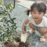 記念樹オリーブの植樹の様子