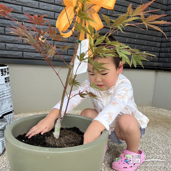 記念樹もみじ（カエデ）の植樹の様子