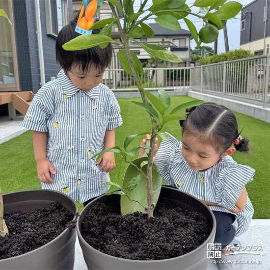 記念樹温州ミカンの植樹の様子