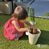 記念樹ソテツの植樹の様子①