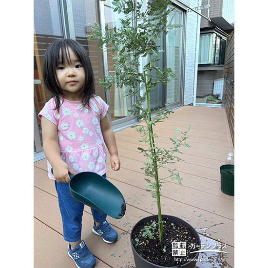 記念樹ミモザの植樹の様子①