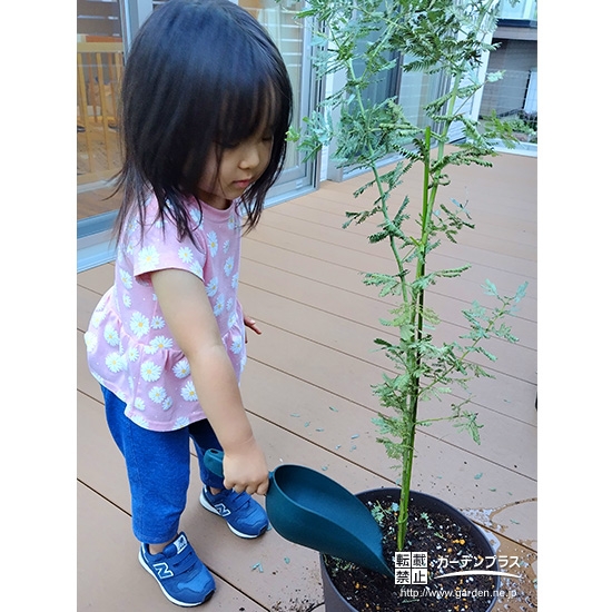 記念樹ミモザの植樹の様子②