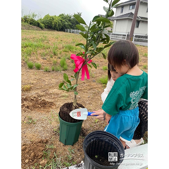 記念樹温州ミカンの植樹の様子