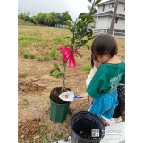 記念樹温州ミカンの植樹の様子