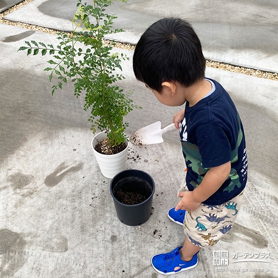 記念樹シマトネリコの植樹の様子