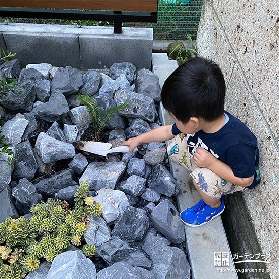 記念樹ソテツの植樹の様子