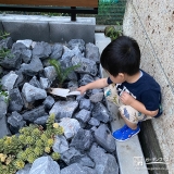 記念樹ソテツの植樹の様子