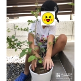 記念樹ブルーベリーの植樹の様子①