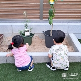 記念樹レモン・オリーブの植樹の様子