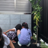 記念樹温州ミカンの植樹の様子