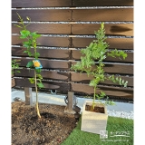 記念樹のミモザとレモン