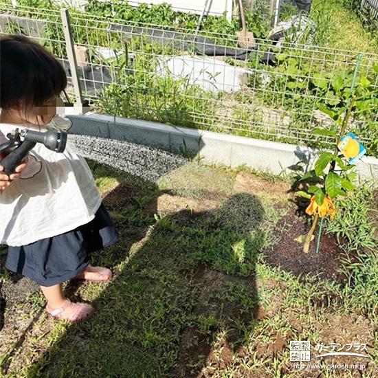記念樹レモンに水やりをする様子