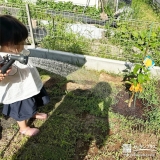 記念樹レモンに水やりをする様子
